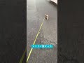 シトリン賢かった？ #キャバリアキングチャールズスパニエル