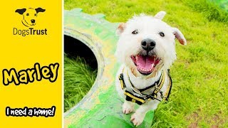 Marley The Terrier Cross Is A Super Happy Chappy Dogs Trust Darlington