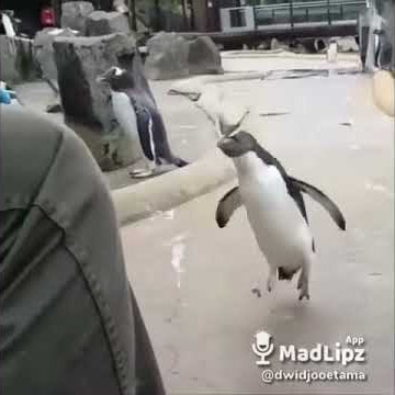 Video lucu pinguin ngomong besok libur