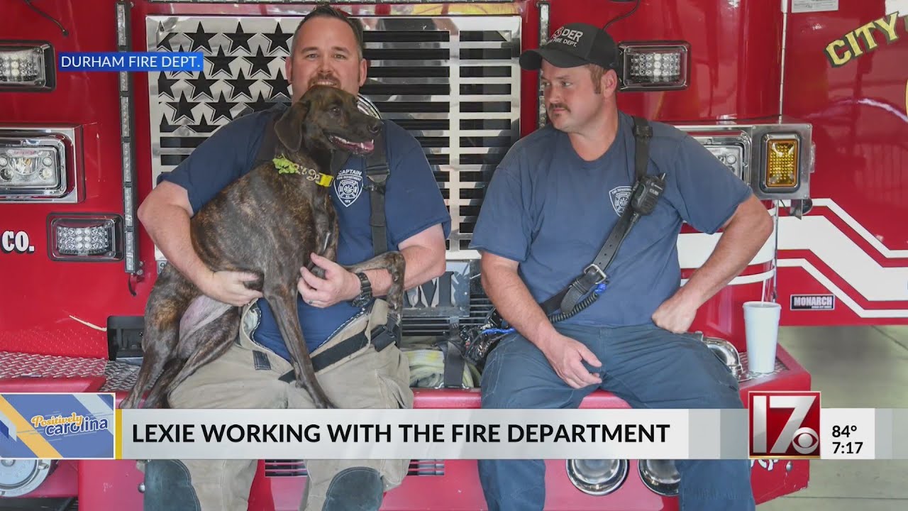 Dog rescued from house fire fostered by Durham fire crew - YouTube