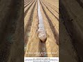 Water Bag Irrigation Hack – Gentle Soaking, No Erosion 💧🛡️