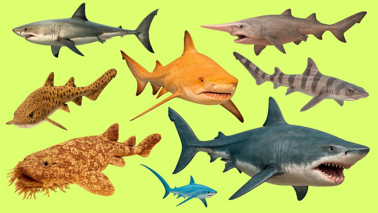 Learn Shark Names in Spanish 🦈 | Los nombres de tiburones en español