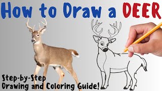 How To Draw A Deer - Fun & Easy Step-by-Step Drawing and Coloring Guide screenshot 3
