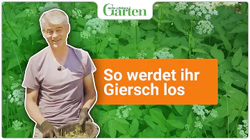 Was verdrängt Giersch?