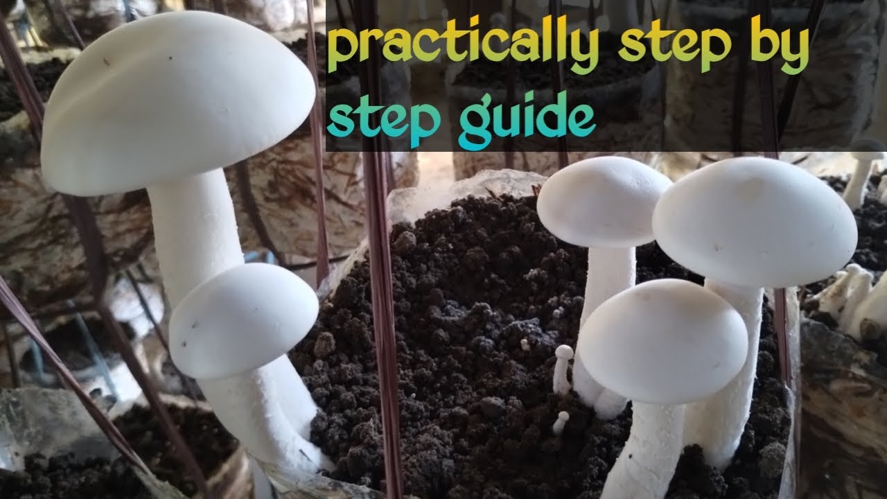 Milky mushroom production ki practical knowledge YouTube