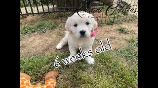 Daisy's Litter - 6 weeks