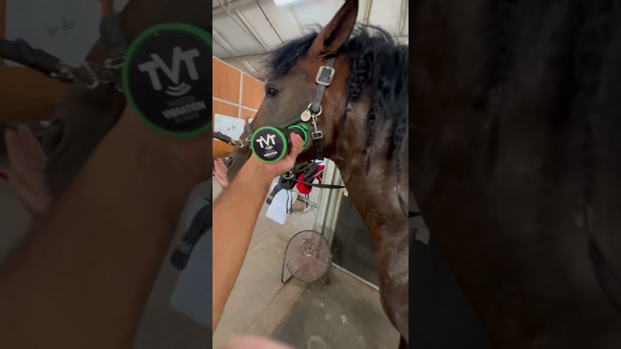 Treating Race Horse with Vibration 