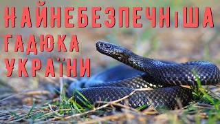 The Most Poisonous Viper in Ukraine - The Common European Viper 🐍