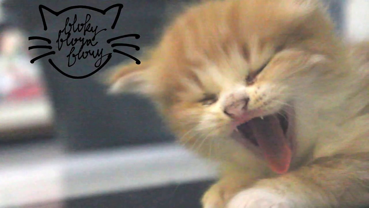 CERITA KUCING LUCU MEMBURU KUTU EPS 3 YouTube