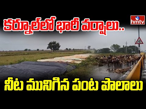 కర్నూల్ లో భారీ వర్షాలు.. నీట మునిగిన పంట పొలాలు |  Crops Submerged In Kurnool Due to Heavy Rains - HMTVNEWS