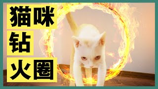 【猫咪训练】五分钟教猫咪钻火圈不是