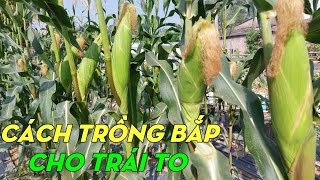 How To Grow Corn From Seeds To Harvest | Phan Đức #199