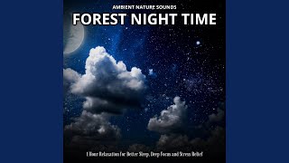 Nighttime Forest Echoes
