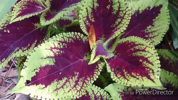 Bert Burtle & Steve Warren Band Jam Out @ Murky Waters
