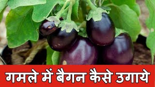 How to Grow & Care Brinjal / Egg Plant in a Pot / गमले में बैंगन का पौधा कैसे लगाए ?