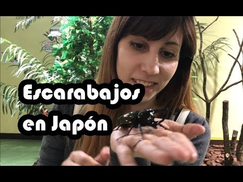 Video: ¿De dónde son los escarabajos japoneses?