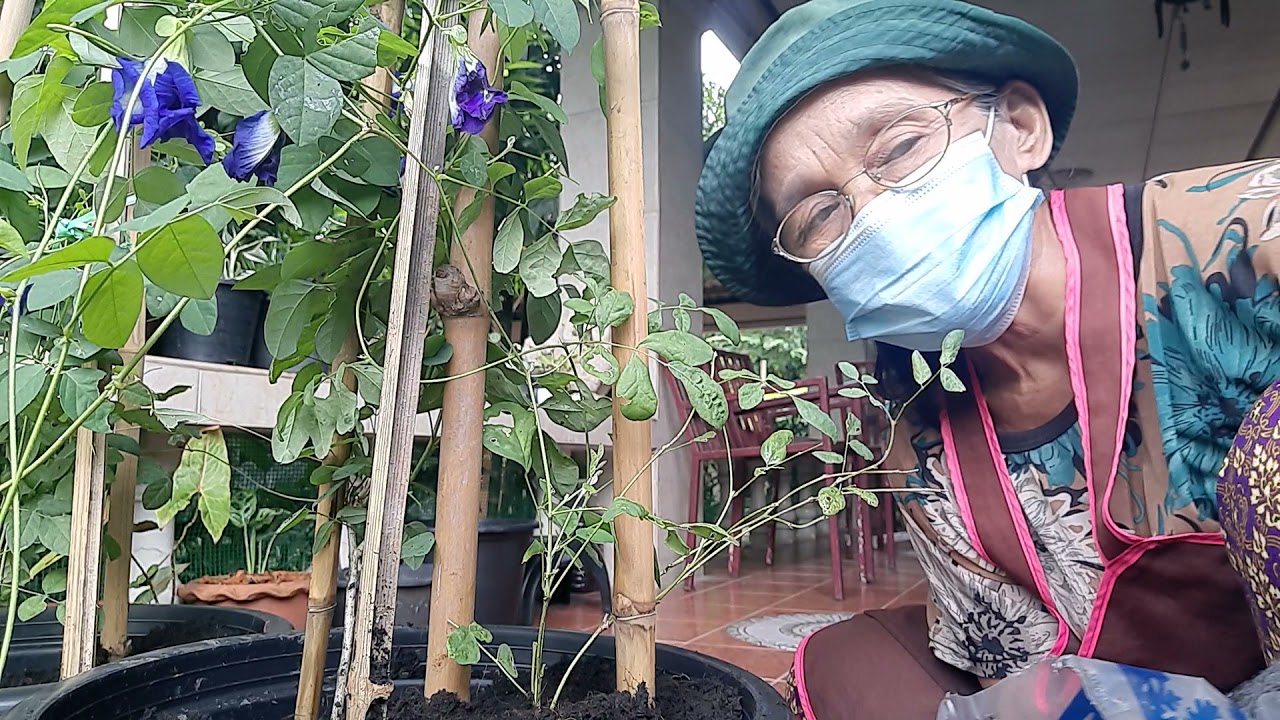 ต้นอัญชันวิธีปลูกแบบให้เลื้อยอยู่ในกระถางการทำเสาไม้เลื้อยทำให้ออกดอกทั้งปี ดอกมีประโยชน์ในทุกส่วน