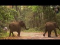 #Behavior# & #chasing# Of #Elephant# (part-4).