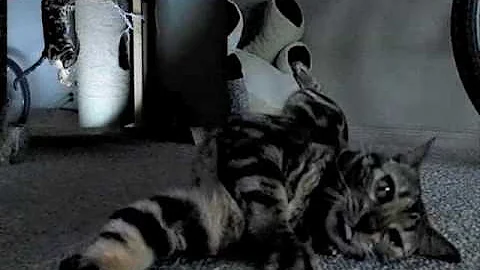 Watch the video about (Bengal) Feral Cats are Super Models