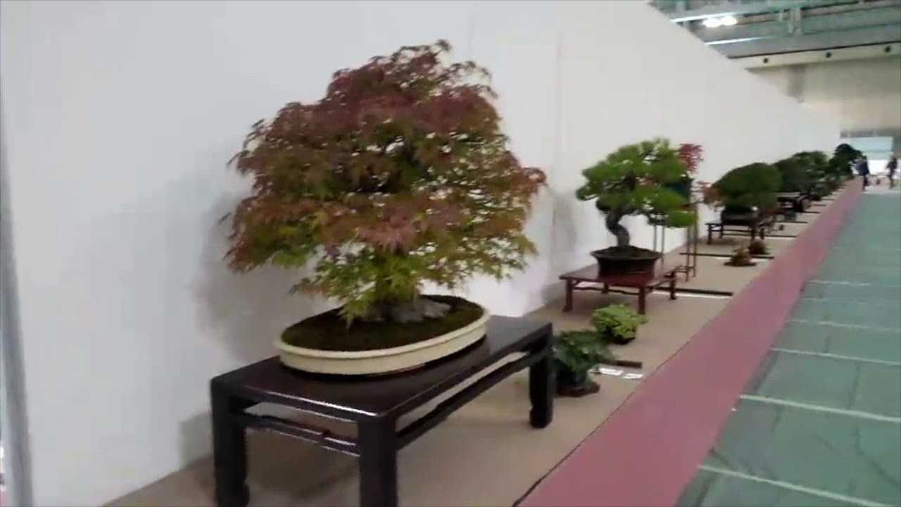 第81回 大雅展 | 北関東盆栽組合