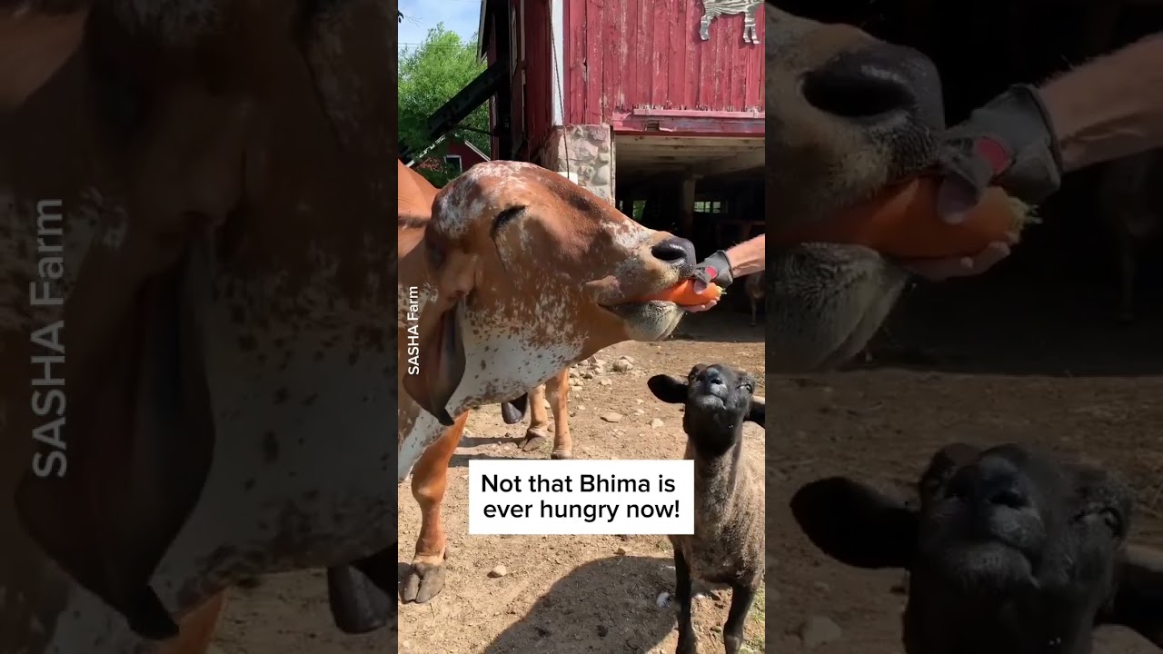 From pulling ploughs to freedom! 🐮