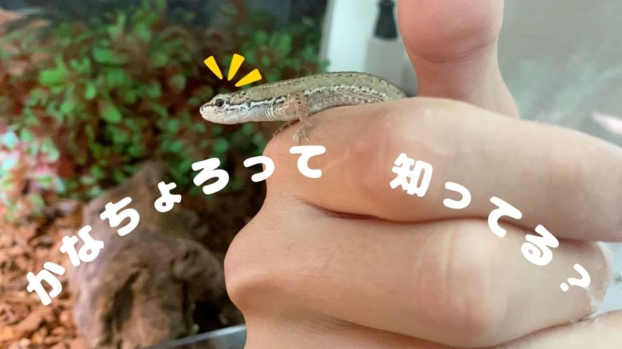かなちょろ」って何？カナヘビとどう違う？？ - YouTube