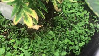 Timber grow vlog Living Soil update 1