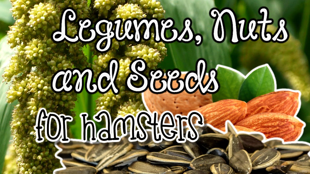 Legumes, Nuts, and Seeds for Hamsters YouTube