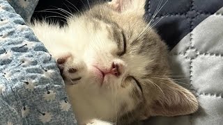 Funniest Cats and Dogs Videos  ||  Hilarious Animal Compilation №291