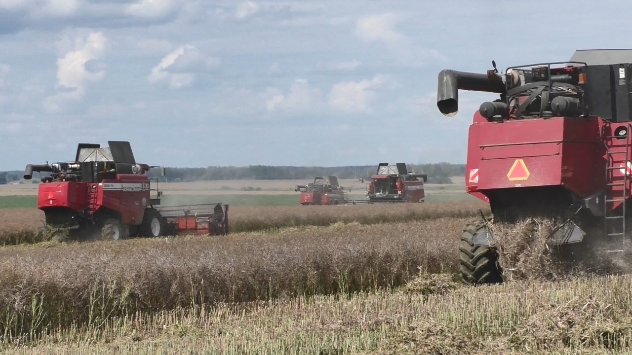 Рапсовая лихорадка: 