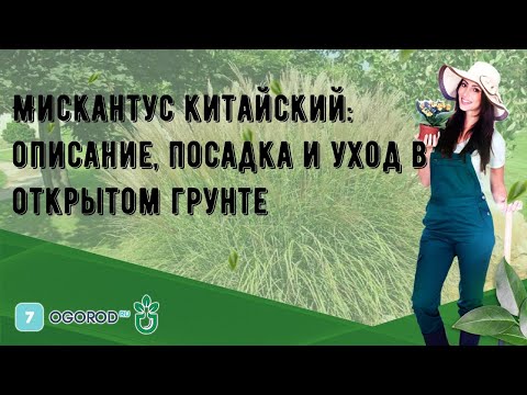 Мискантус китайский: описание, посадка и уход в открытом грунте