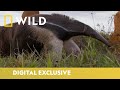 Giant anteater vs termites  south americas weirdest animals  national geographic wild uk