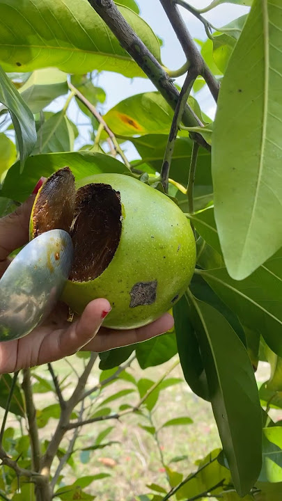 BLACKSAPOTE ATAU SAWO HITAM #shorts