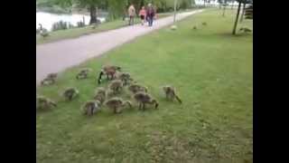 Canada Geese at Montreal