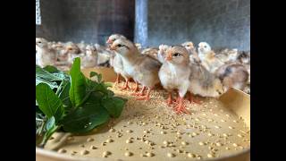 Secrets to Raising Chickens without using antibiotics - Natural & Healthy Chicken Farming.