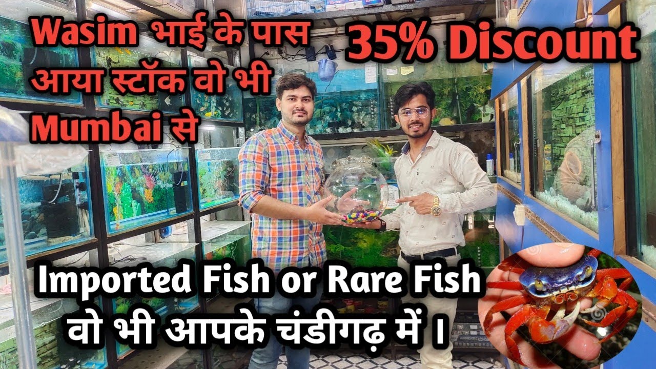 New Stock From Mumbai Fish Aquarium Shop in Chandigarh Imported