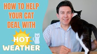 How to help your cat deal with hot weather by Helpful Vancouver Vet 65,779 views 2 years ago 8 minutes, 18 seconds