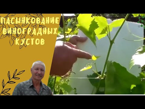 Пасынкование виноградных кустов.
