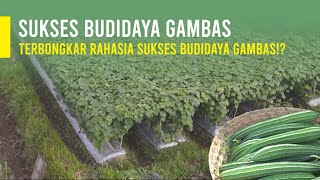 CARA BUDIDAYA TANAMAN GAMBAS ATAU OYONG || HASIL PANEN MELIMPAH!?