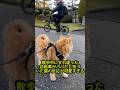 「あれ、パパ？」散歩中にすれ違った自転車がパパだと気づいた猫の反応が可愛すぎる