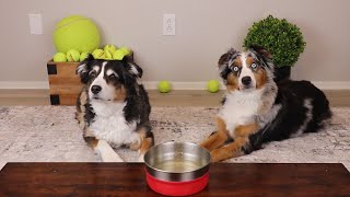 ASMR Dogs Licking Coconut Water (No Talking)