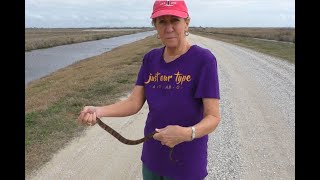 Wildlife Drive, Whooping Cranes, Alligators and Snakes, Lacassine Wildlife Refuge,  Feb. 9, 2024