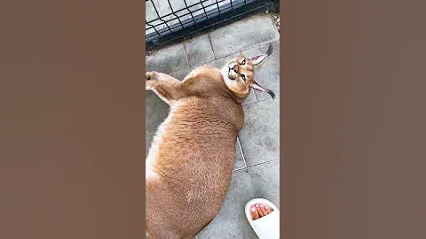 Каракал Ника нашипела на маму! 🙀