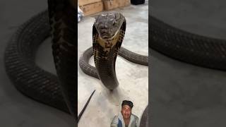oh my god King cobra 🐍😳#snake #subscribe #viral #video #animals #like #youtube #shorts #short