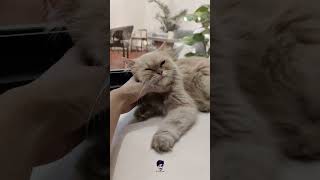 Proof that cats are actually 99% liquid and 100% cute 🐾❤️ #Shorts ||Mr Funny pOnY||