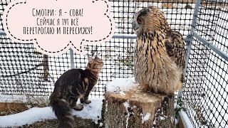 It is not possible to expel the Cloudberry cat from the owl's house. Outrageous!