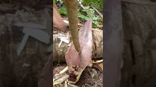 TANPA MODAL 30 DETIK JADI ALAT PENGUSIR BURUNG DI SAWAH