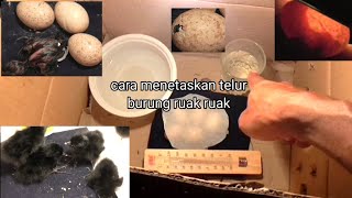 CARA MENETASKAN TELUR Burung Ruak Ruak 100% berhasil