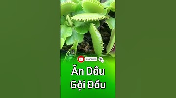 Thử thách cây bẫy kẹp ăn dầu gội đầu 🤣  #câybắtmồi  #câybẫykẹp