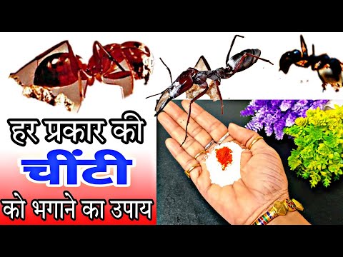 वीडियो: चिन्तजी का मतलब सस्ता क्यों होता है?